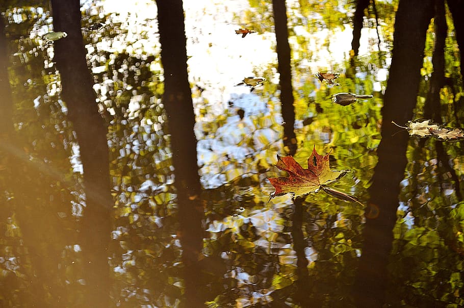 Autumn, Leaf, Water, tree, nature, tree trunk, forest, outdoors HD wallpaper