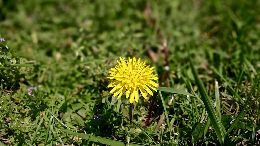 Dandelion, Yellow, Flower, Grass, Green, nature, spring, summer HD wallpaper