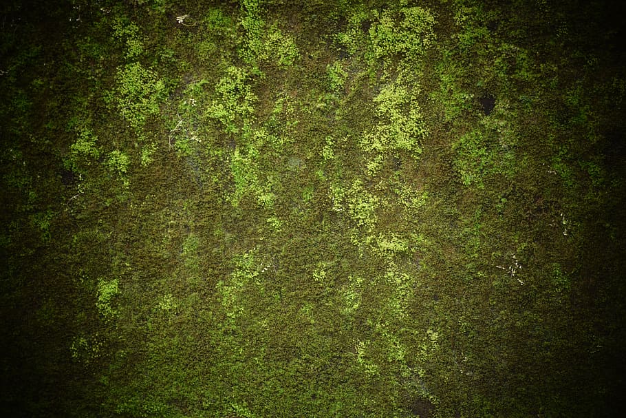 green algae, grass, old, nature, texture, vintage, design, architecture HD wallpaper
