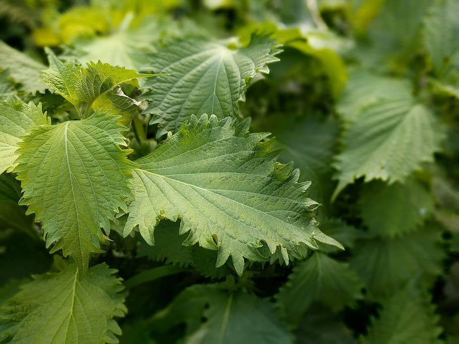 siso, japan, harb, leaf, plant part, green color, growth, beauty in nature HD wallpaper