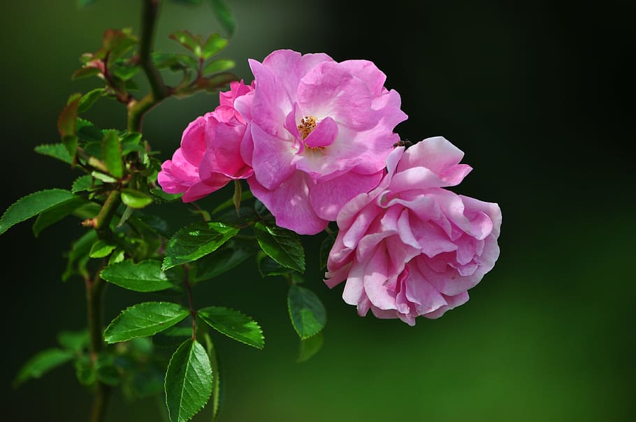 shallow focus of pink flowers, roses, nature, gardens, peaceful