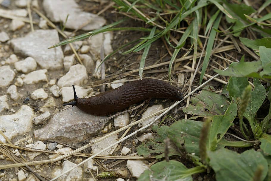 slug, snail, crawl, away, slowly, mollusk, brown, animal, nature HD wallpaper