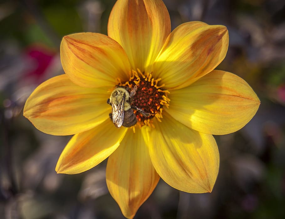 flower, bee, yellow, red, insect, nature, honey, spring, garden HD wallpaper