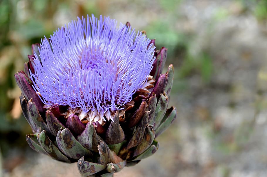 Flower, Artichoke, Violet, purple, nature, thistle, growth HD wallpaper