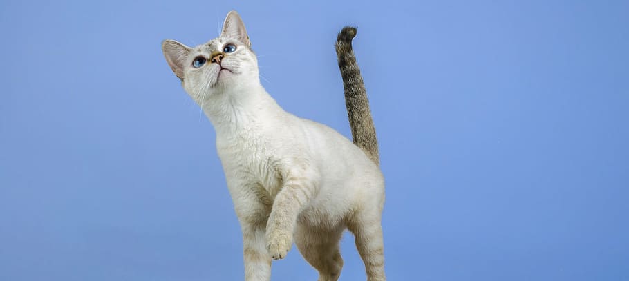 white and gray cat closeup photo, kitten, feline, animal, gata, HD wallpaper