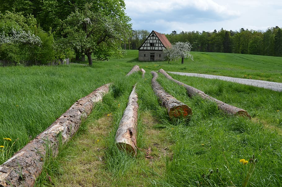 barn, stem, spring, plant, grass, architecture, green color HD wallpaper