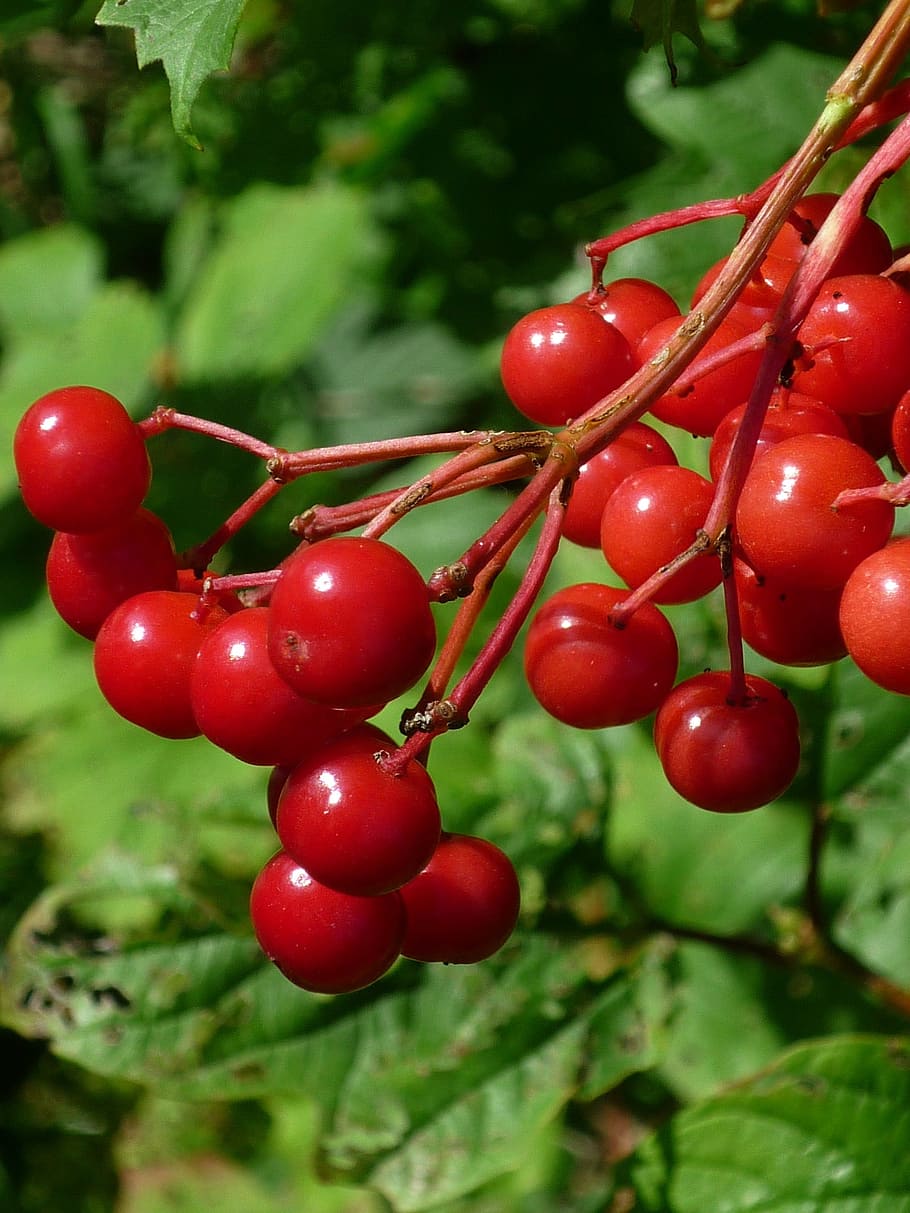 fruit, red, wild shrub, park, nature, summer, food, healthy eating HD wallpaper