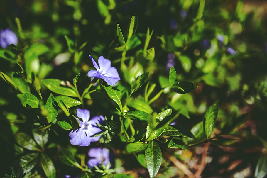 green, leaf, leaves, purple, flower, flowers, garden, plant HD wallpaper