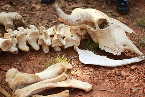 animal skeleton on ground, Bones, Animal, Skull, Spine, backbone HD wallpaper