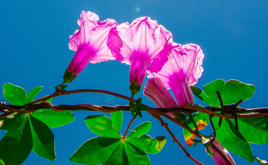 Flower, Light, Plant, Contrast, backlight, barbed wire, pink color HD wallpaper