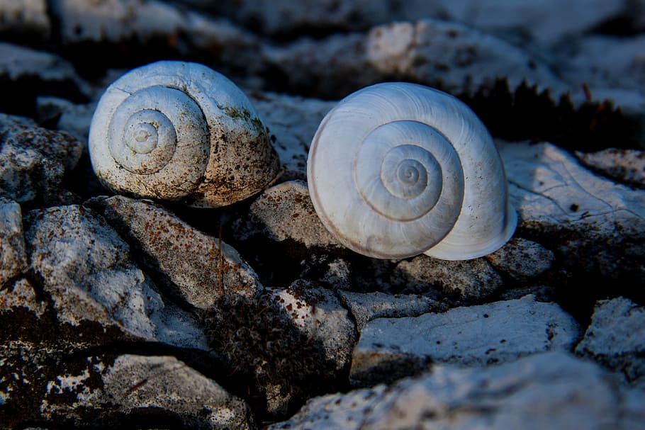 snails, snail shells, rock, marble, weathered, stone, animal wildlife HD wallpaper