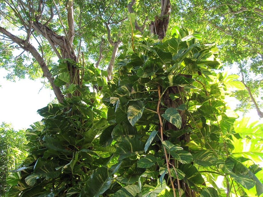 Green, Leaves, Plant, tree, agriculture, leaf, green color HD wallpaper
