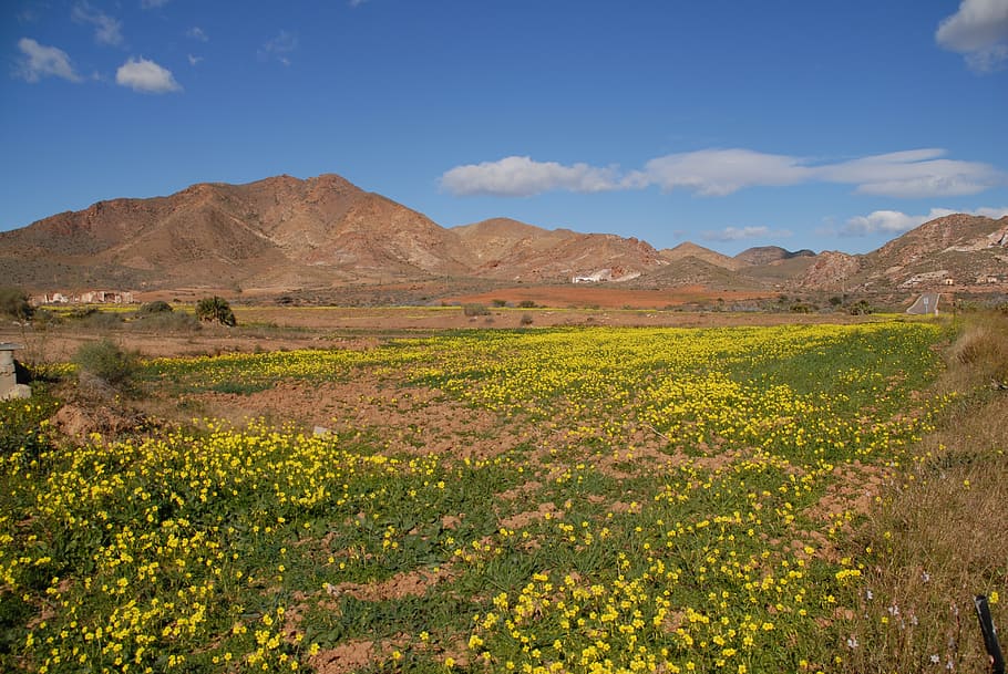 meadow, summer, clouds, landscape, wild flowers, flora, spring awakening HD wallpaper