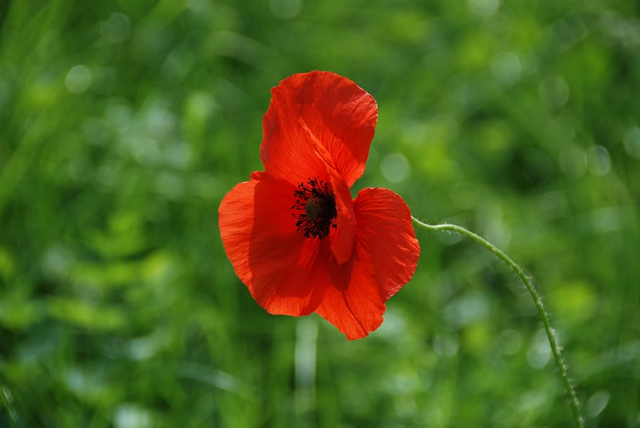 poppy, red, close, flowering plant, freshness, fragility, beauty in nature HD wallpaper