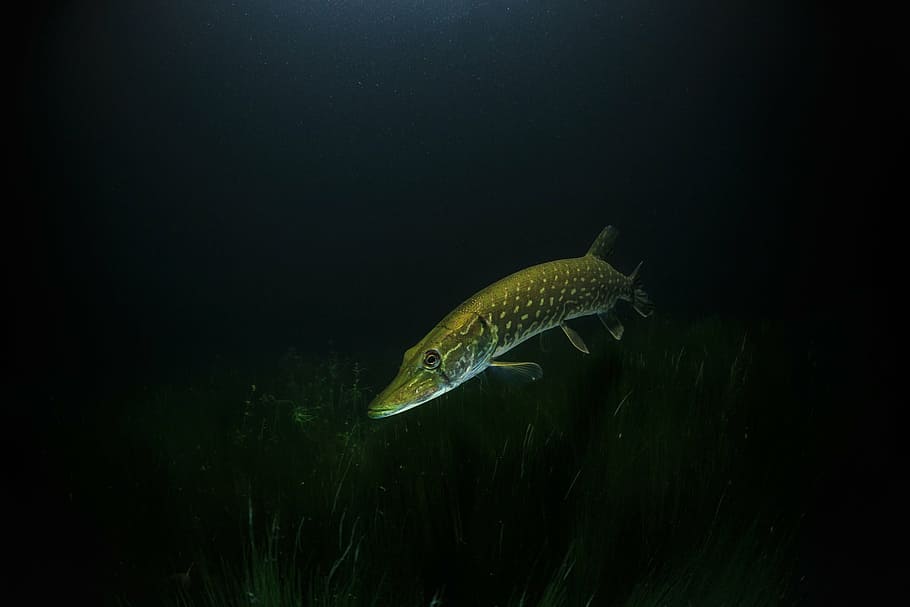 long brown and gray fish under water, pike, night, underwater