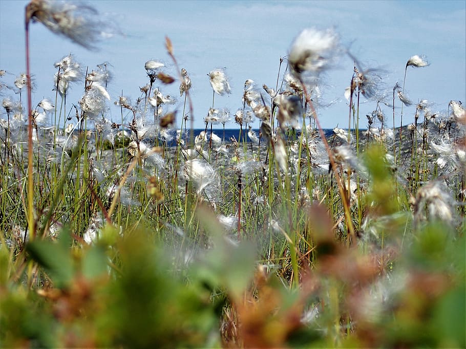 seaside, crested plants, summer, water, nature, selective focus HD wallpaper