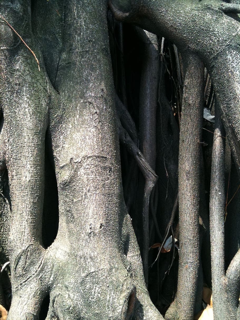 trunk, tree, old tree, wood, nature, no people, plant, close-up HD wallpaper