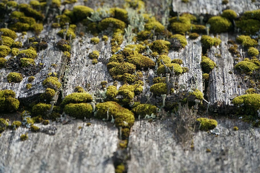 wood, weathered, moss, gray, surface, texture, plank, board HD wallpaper