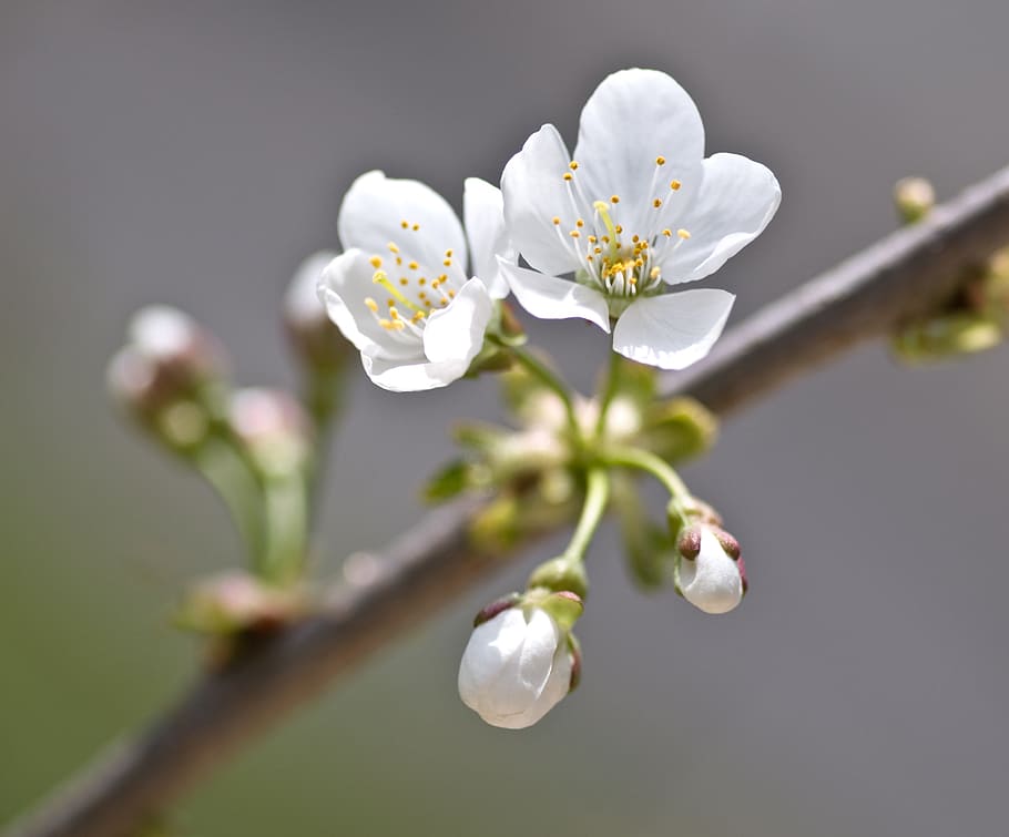cherry blossom, flower, macro, flowering plant, fragility, vulnerability HD wallpaper