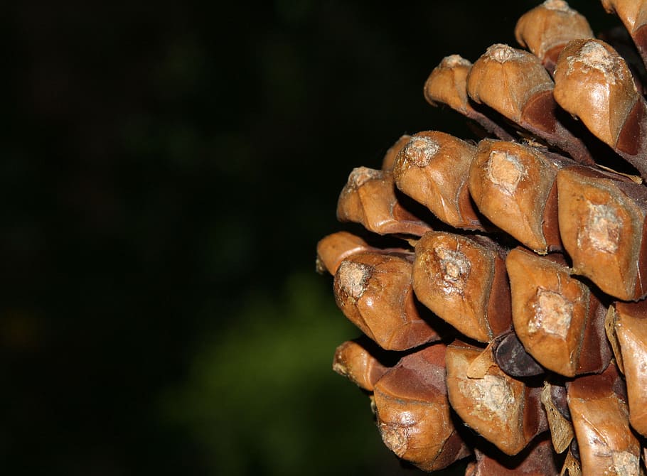 pine cones, fir, nature, tree, autumn, christmas tree, decoration HD wallpaper