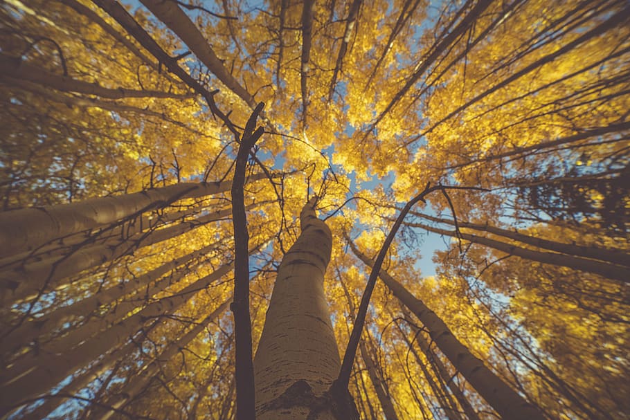 worm's-eye view of trees on forest, nature, woods, autumn, fall HD wallpaper