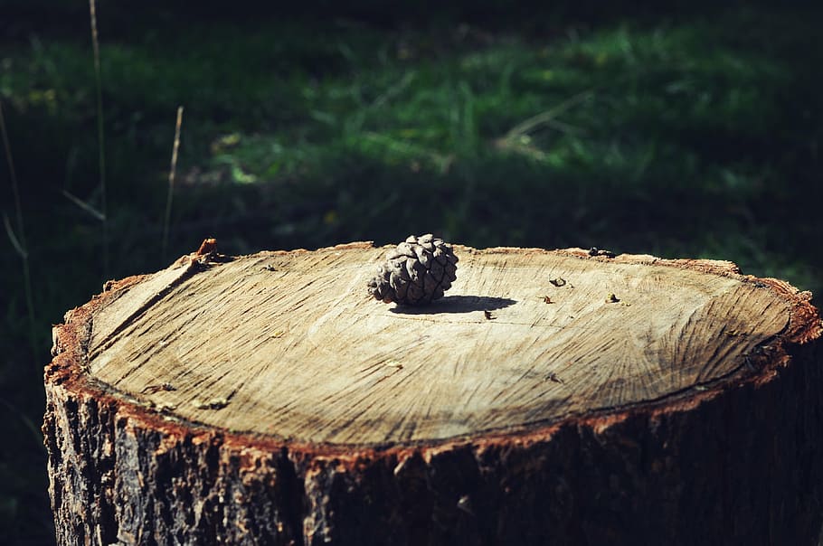 tree stump, ring, time, wood - material, focus on foreground HD wallpaper
