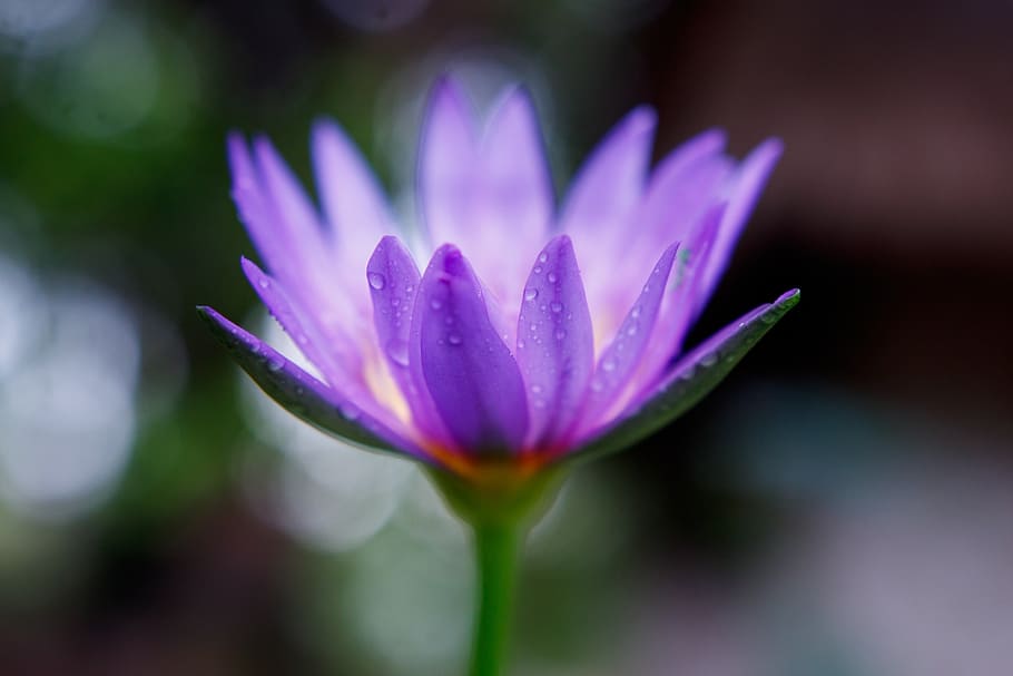 flower, purple, closeup, flowering plant, freshness, beauty in nature HD wallpaper