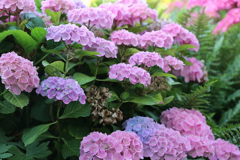 hydrangeas, plant, flowers, flowering plant, freshness, growth HD wallpaper