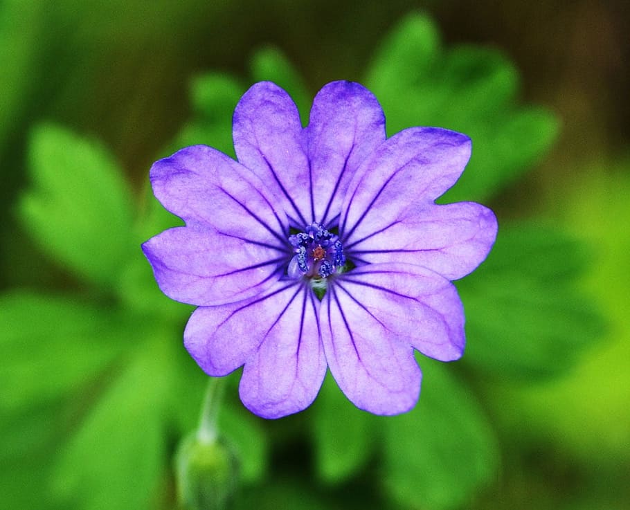 purple, flower, plant, floral, petal, macro, flowering plant HD wallpaper