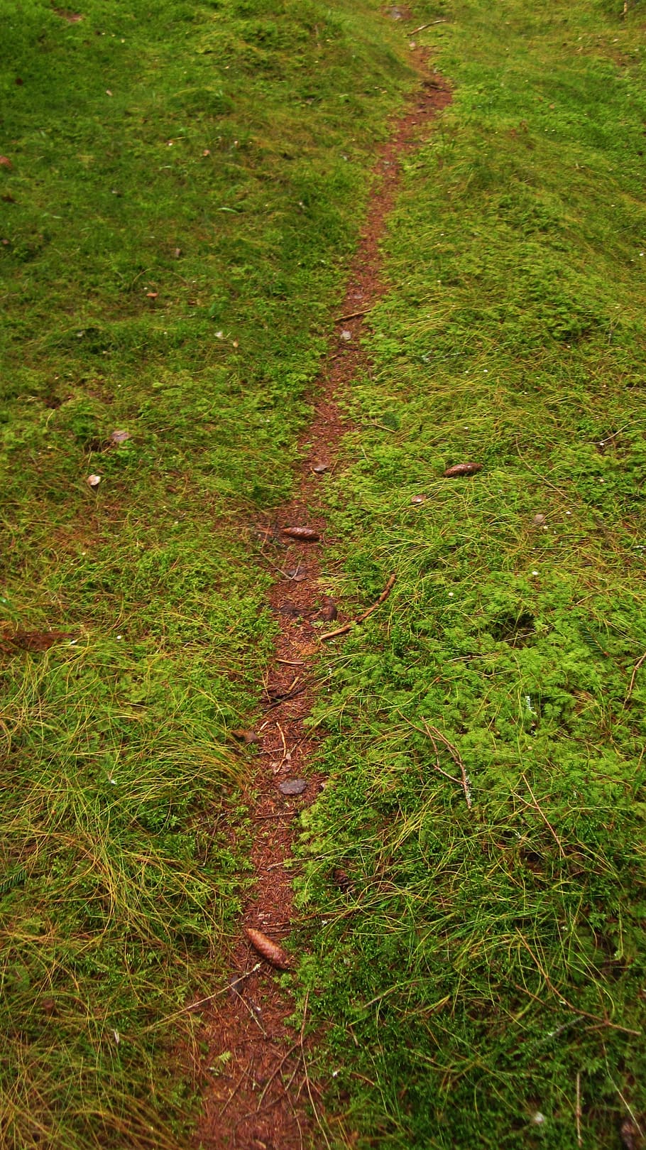 forest, the path, autumn, plant, green color, grass, growth HD wallpaper