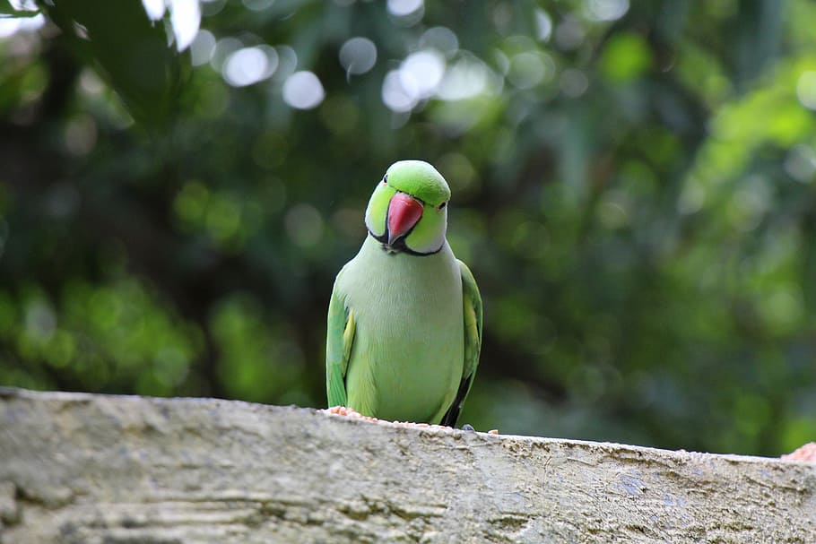 Parrot, Bird, Pet, Cute, Tropical, green, green color, tree HD wallpaper