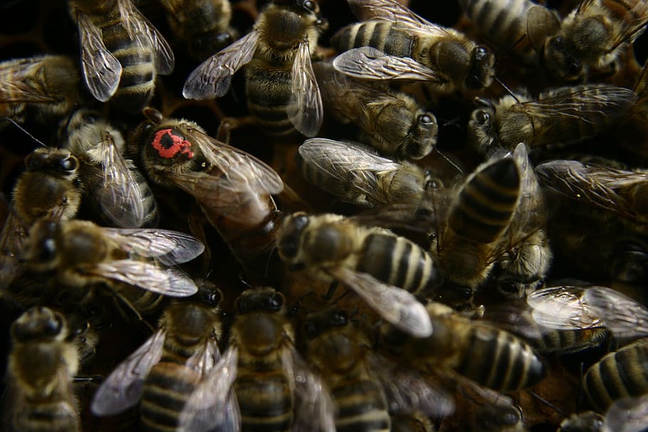 selective focus photography of honeybees and queen bee, Beekeeping HD wallpaper
