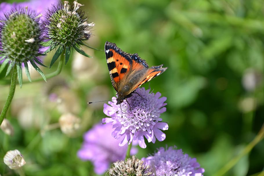 Butterfly, Flower, Grossglockner, carinthia, purple, insect