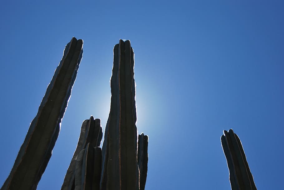 cactus, back light, silhouette, plant, blue, desert, landscape HD wallpaper