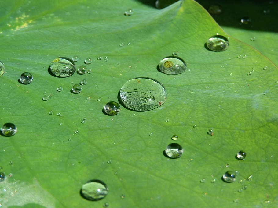 lotus effect, drip, water, structure, raindrop, transparent HD wallpaper
