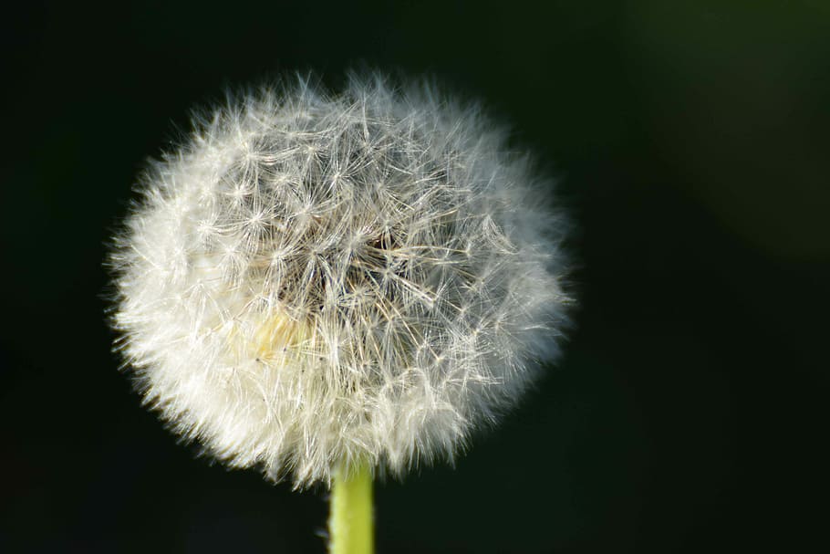 Dandelion, Plant, Flower, Spring, Nature, common dandelion HD wallpaper