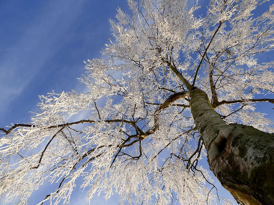 low-angle photography of white leaf tree, frozen, ripe, zing HD wallpaper