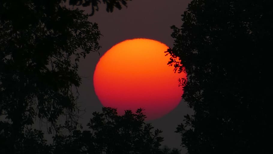 red moon and trees, sunset, sky, afterglow, evening sky, orange HD wallpaper