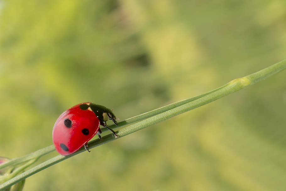 close-up photography of lady bug on green twig, biological HD wallpaper