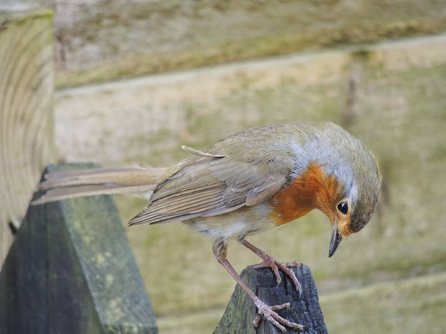 brown and orange Robin bird, British, Uk, Breast, red, english HD wallpaper
