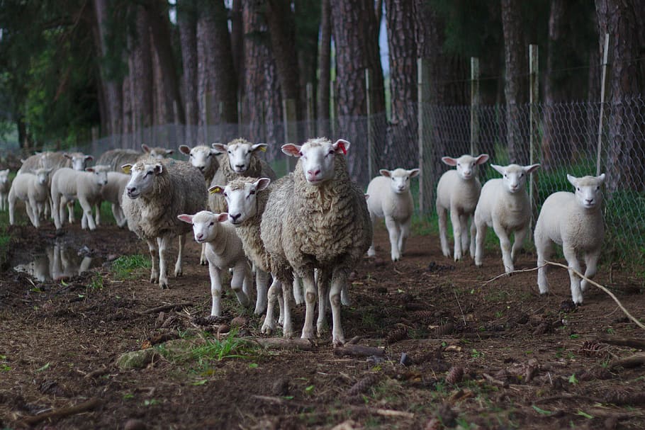 sheeps, landscape photography of herd of sheep, lamb, animal, HD wallpaper