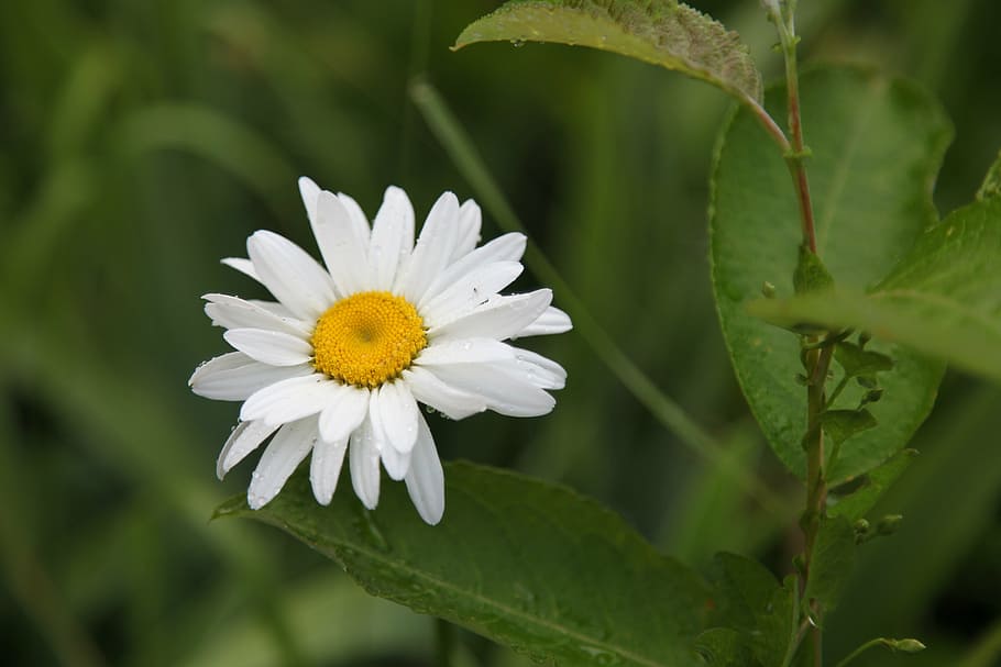 daisy, flower, summer, day, sheet, closeup, green, nature, summer day HD wallpaper