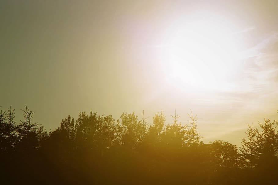 silhouette of trees during sunset, plants, nature, sky, sunlight HD wallpaper
