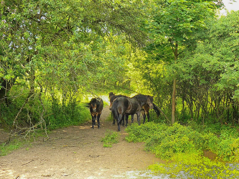 horses, forest, trees, germany, landscape, scenic, summer, spring HD wallpaper