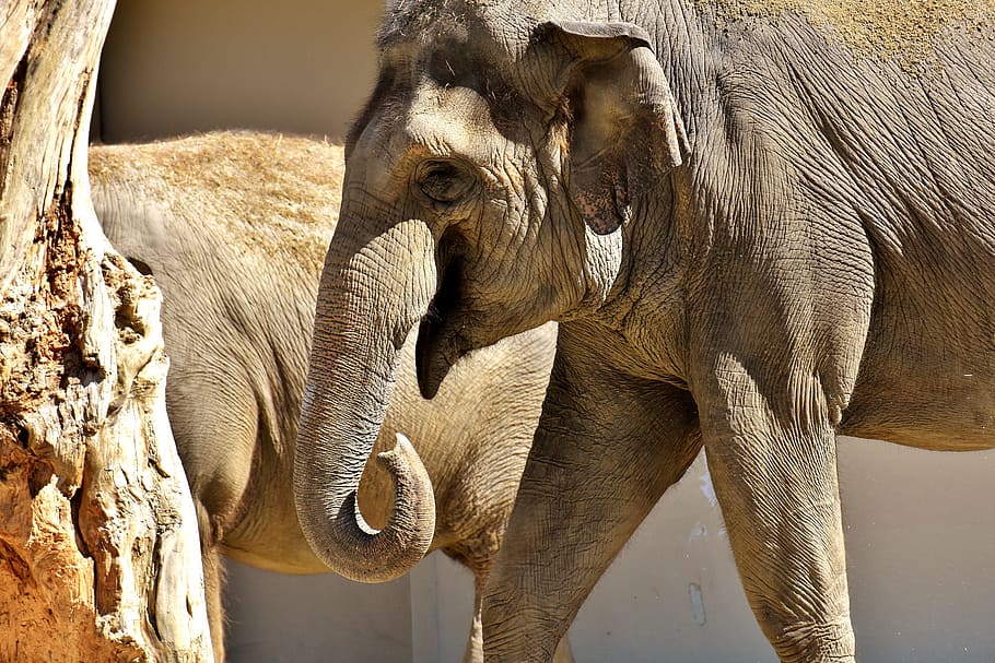 gray elephant standing near tree, proboscis, sand, high throw HD wallpaper