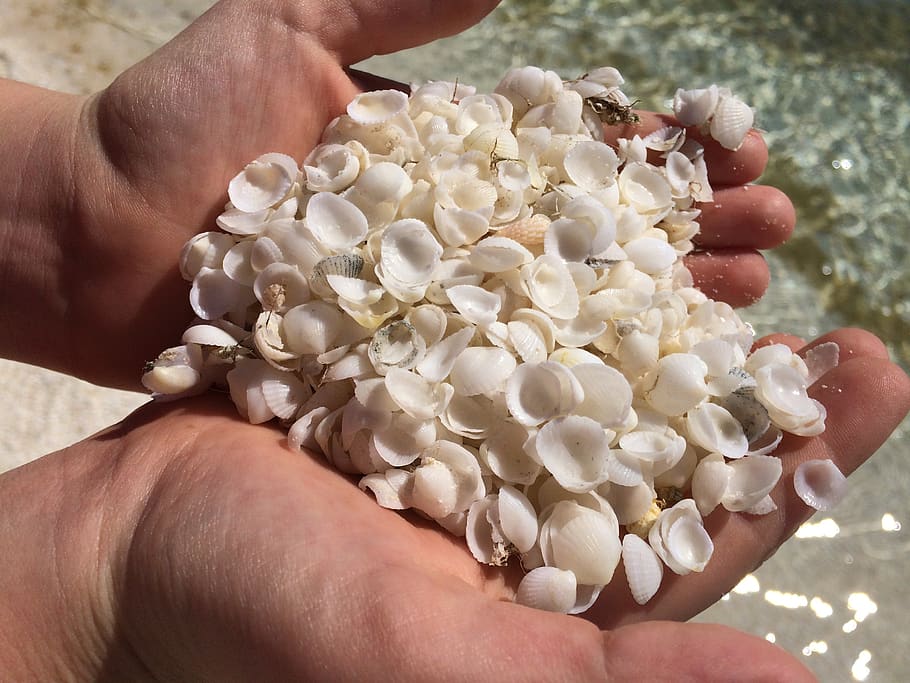 shells, hands, beach, nature, human hand, human body part, holding HD wallpaper