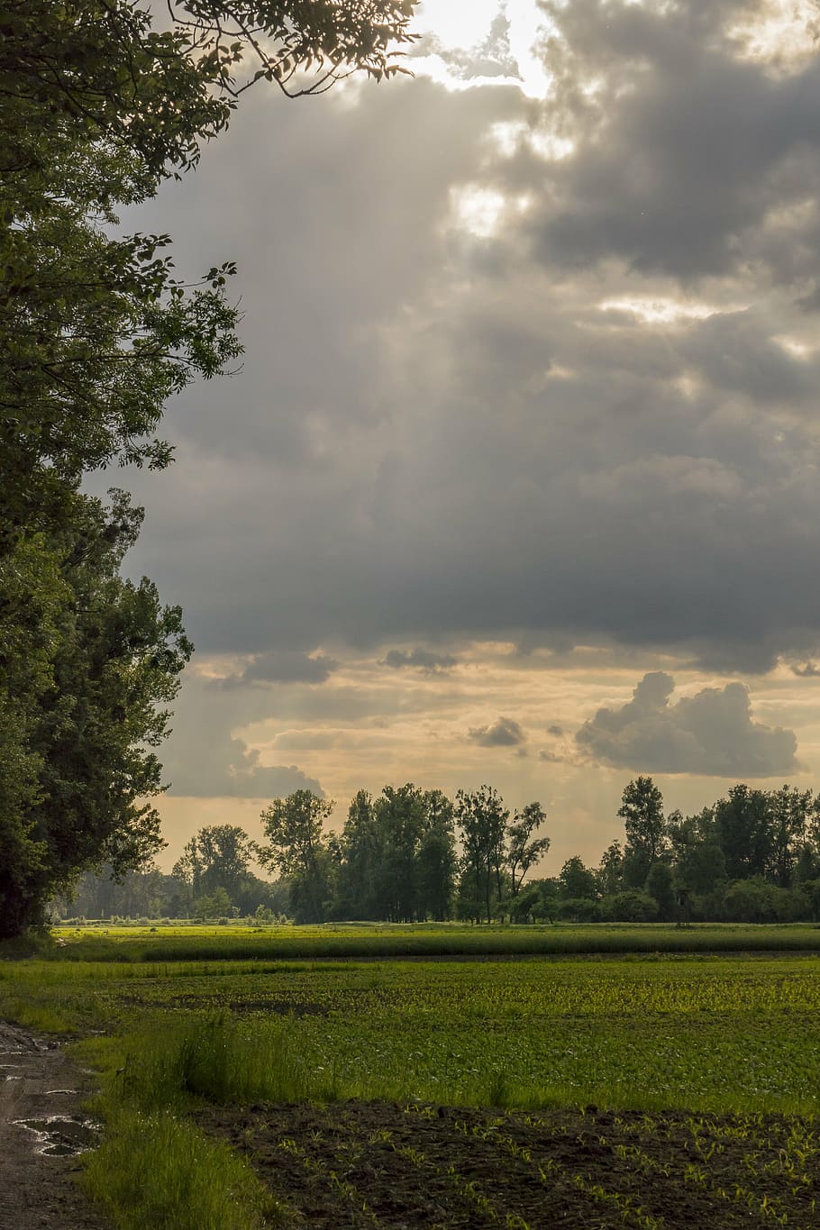 landscape, wool, sky, nature, wide, dark clouds, meadow, trees HD wallpaper