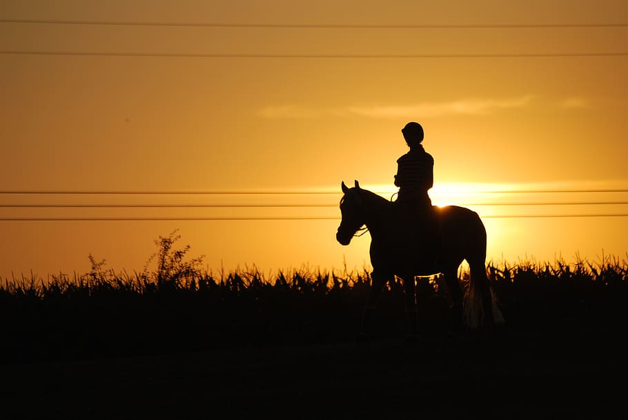 horse and rider in sunset