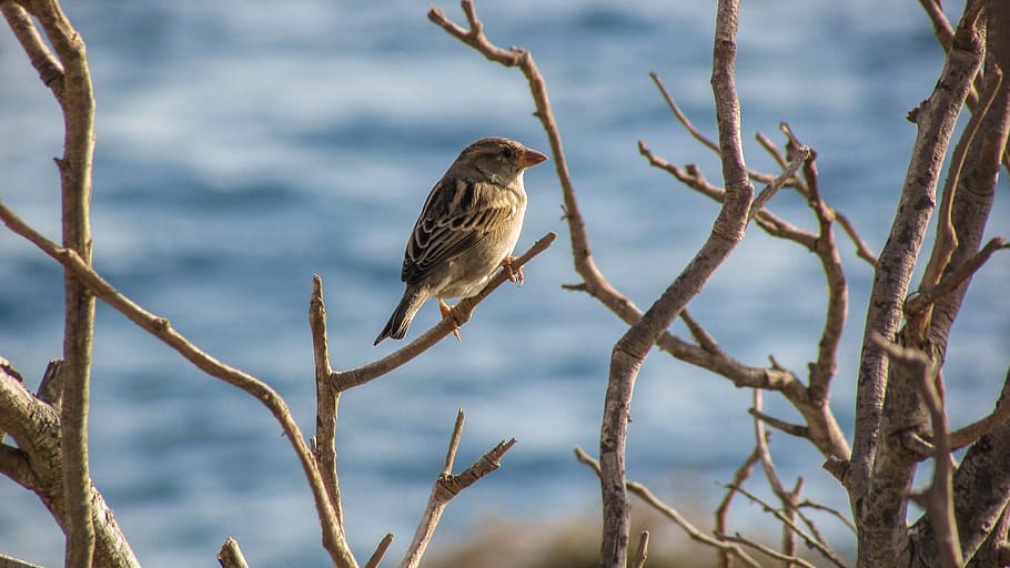Sparrow, Bird, Tree, Wildlife, ornithology, animal, nature HD wallpaper