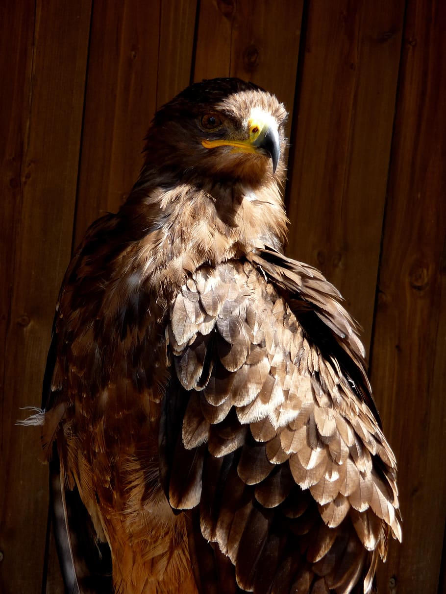 buzzard, bird, predator, animal, vertebrate, animal themes HD wallpaper